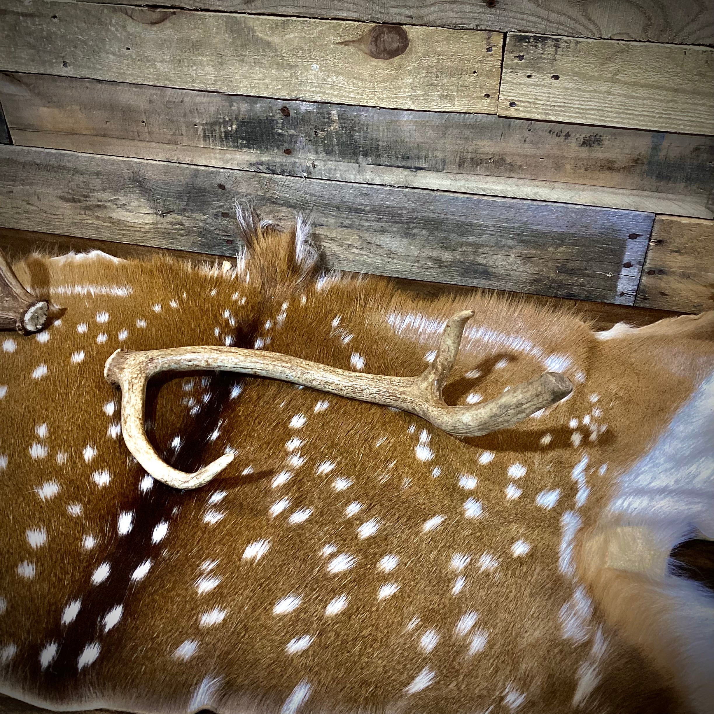 A Grade AXIS Deer Antler Sheds - A Grade With Minor Blemishes - 5 or 10 Pounds - Free Ship