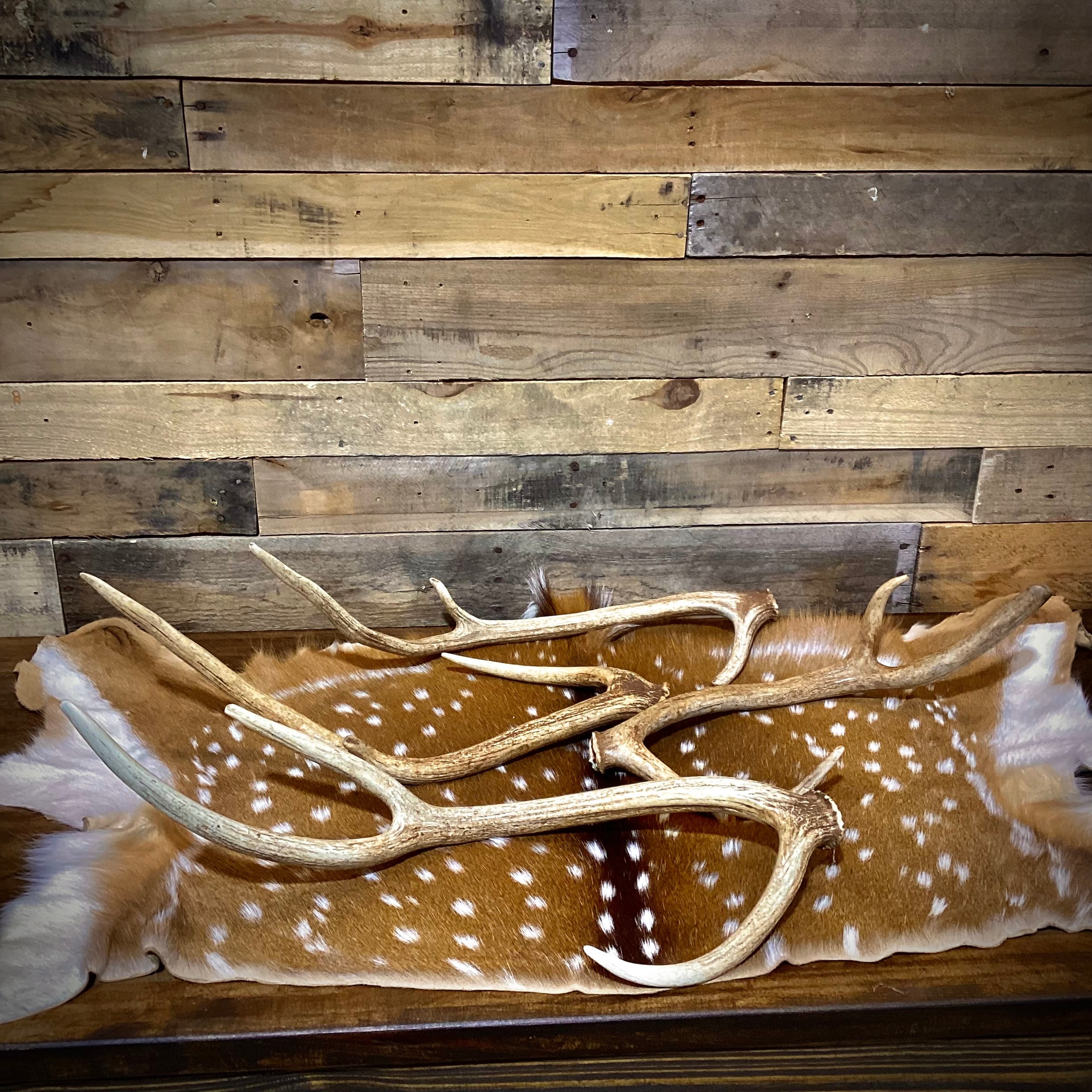 A Grade AXIS Deer Antler Sheds - A Grade With Minor Blemishes - 5 or 10 Pounds - Free Ship