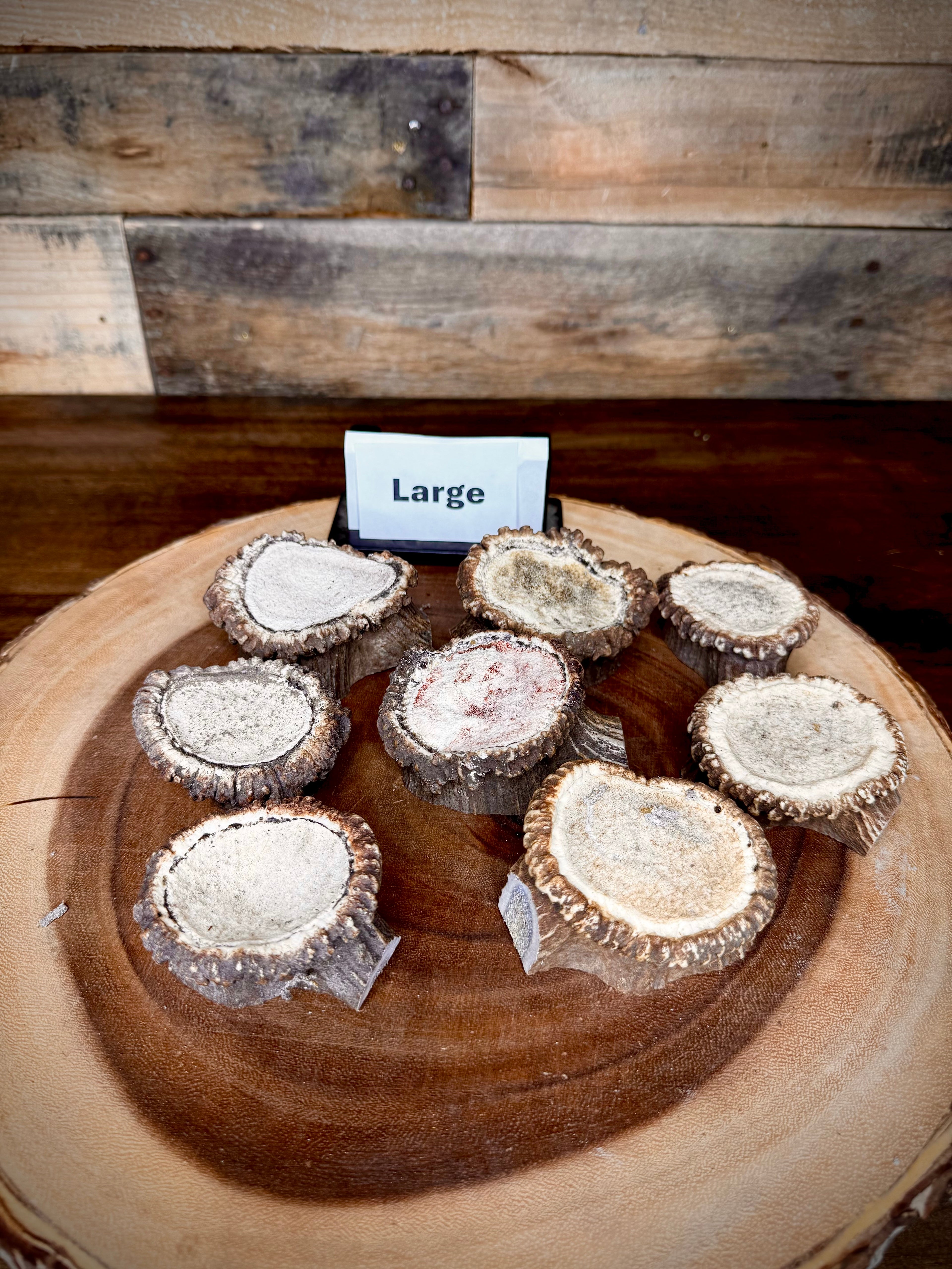Elk Antler Burr/Crown/Rosette - Choose Size and Quantity