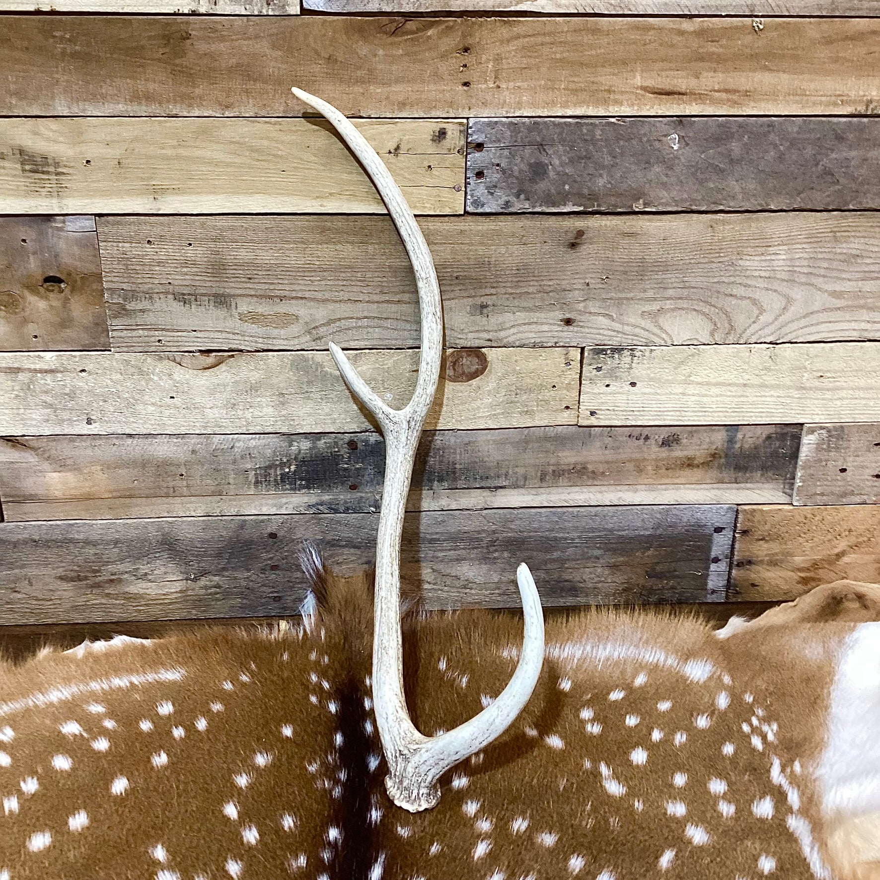 B Grade AXIS Deer Antler Sheds - Light Brown/White Color Mix - 5 or 10 Pounds, Free Ship