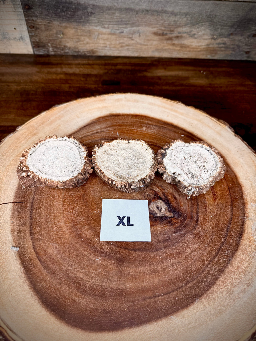 Elk Antler Burr/Crown/Rosette - Choose Size and Quantity