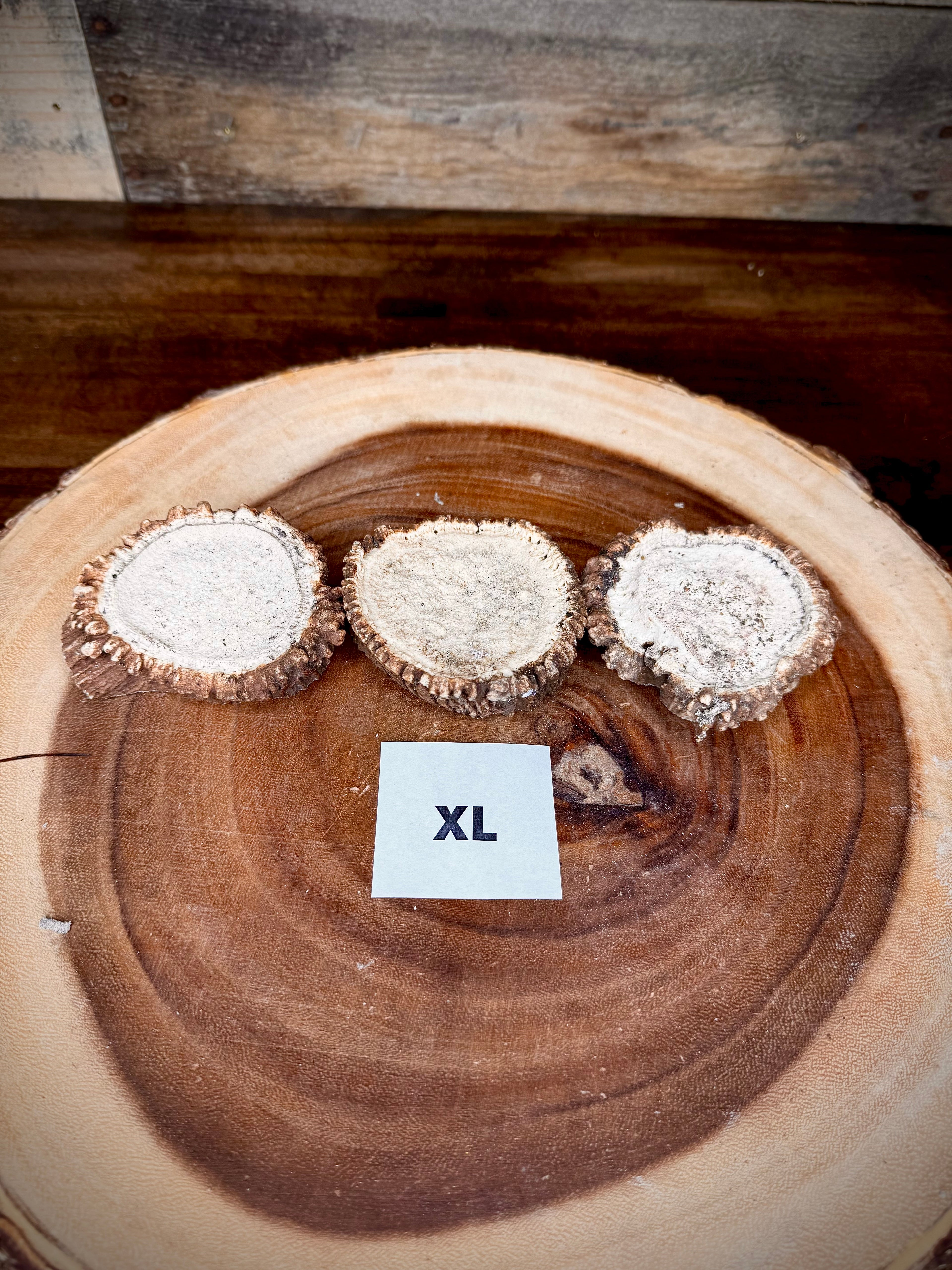 Elk Antler Burr/Crown/Rosette - Choose Size and Quantity