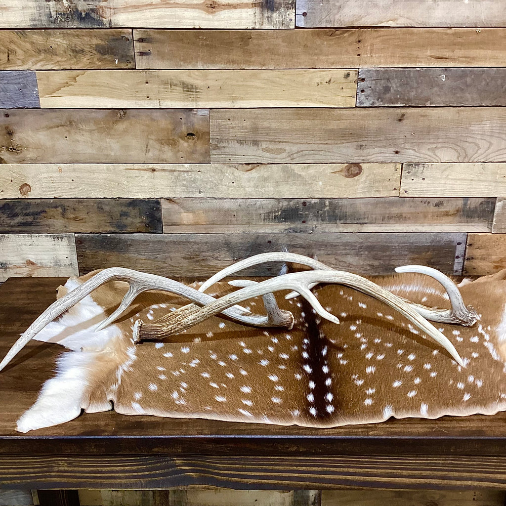 B Grade AXIS Deer Antler Sheds - Light Brown/White Color Mix - 5 or 10 Pounds, Free Ship
