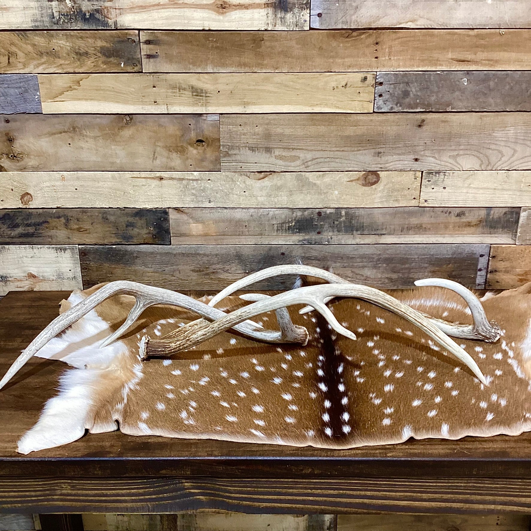B Grade AXIS Deer Antler Sheds - Light Brown/White Color Mix - 5 or 10 Pounds, Free Ship