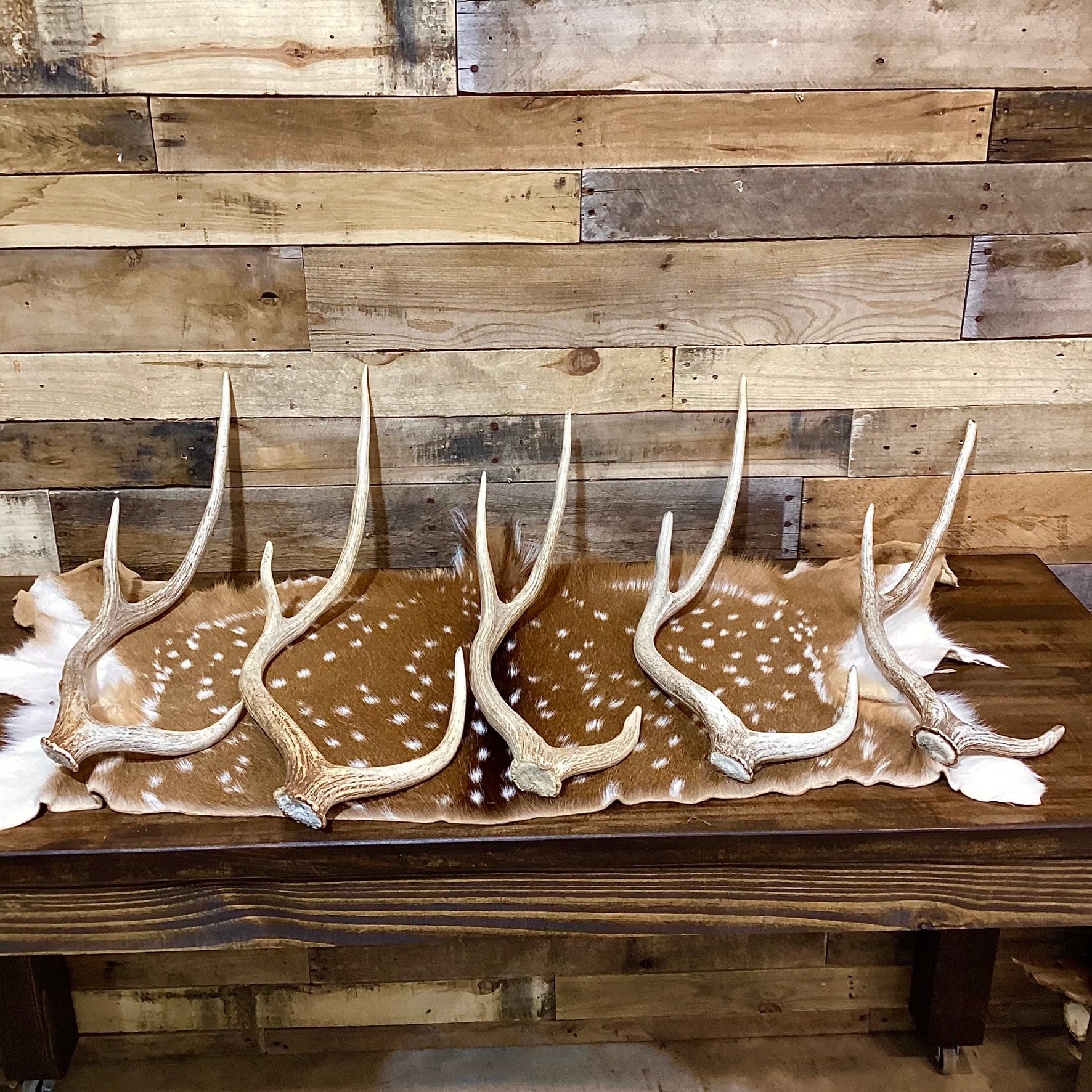 B Grade AXIS Deer Antler Sheds - Light Brown/White Color Mix - 5 or 10 Pounds, Free Ship