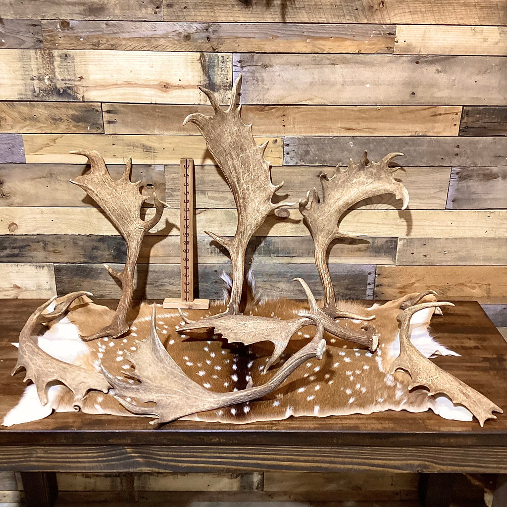 A-Grade, FALLOW Deer Antler Sheds, Brown Color - 5 or 10 Pounds