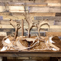 A-Grade, FALLOW Deer Antler Sheds, Brown Color - 5 or 10 Pounds