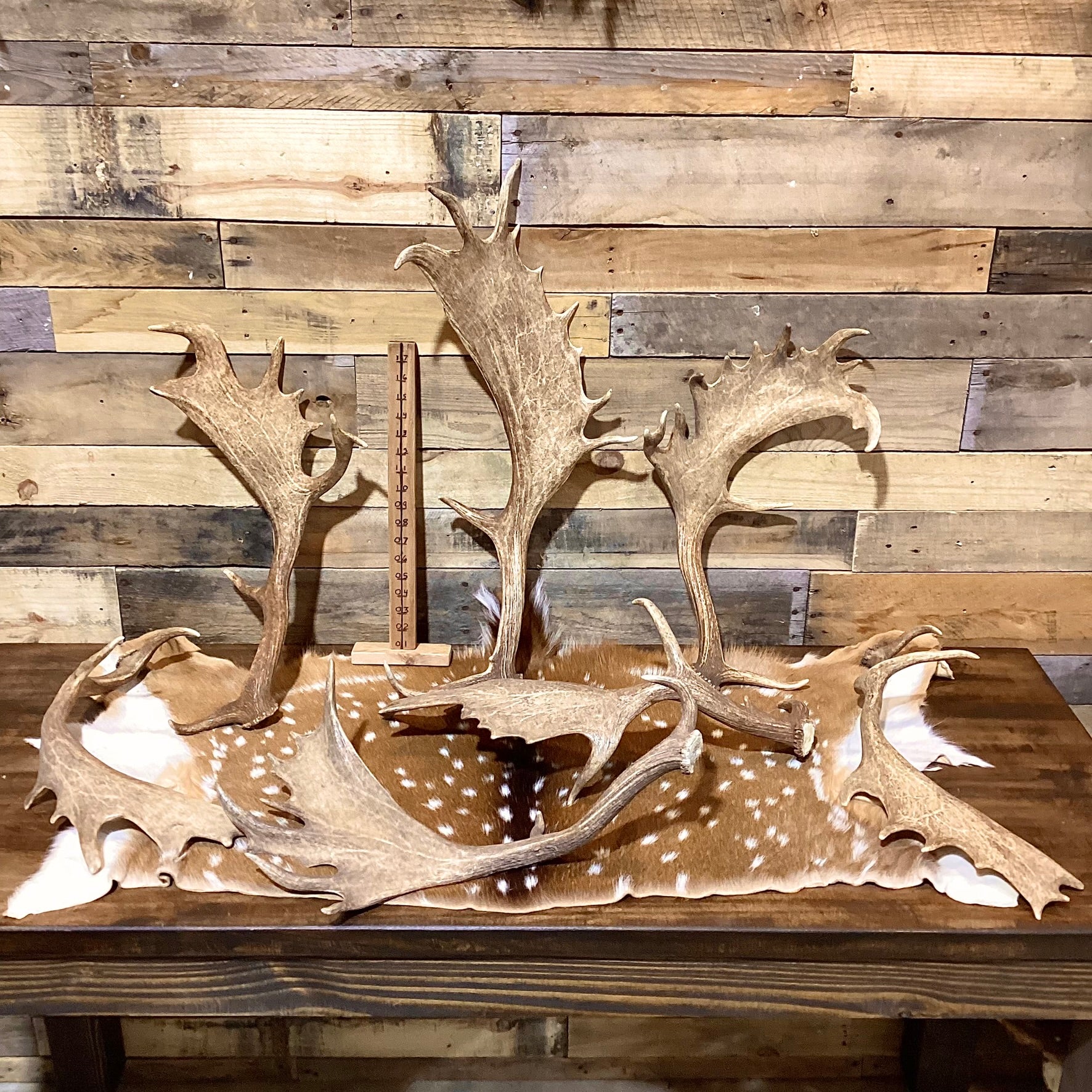 A-Grade, FALLOW Deer Antler Sheds, Brown Color - 5 or 10 Pounds