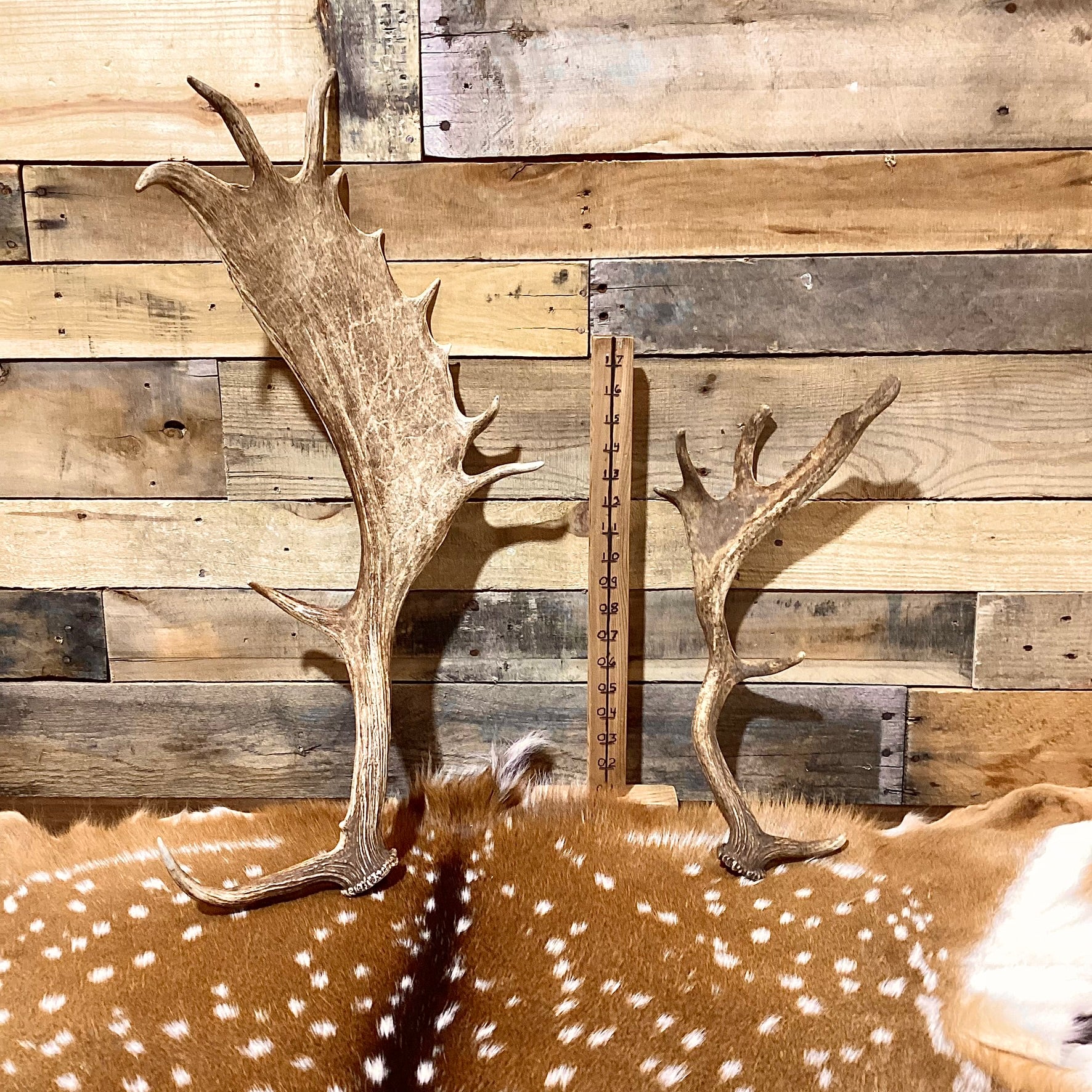 A-Grade, FALLOW Deer Antler Sheds, Brown Color - 5 or 10 Pounds