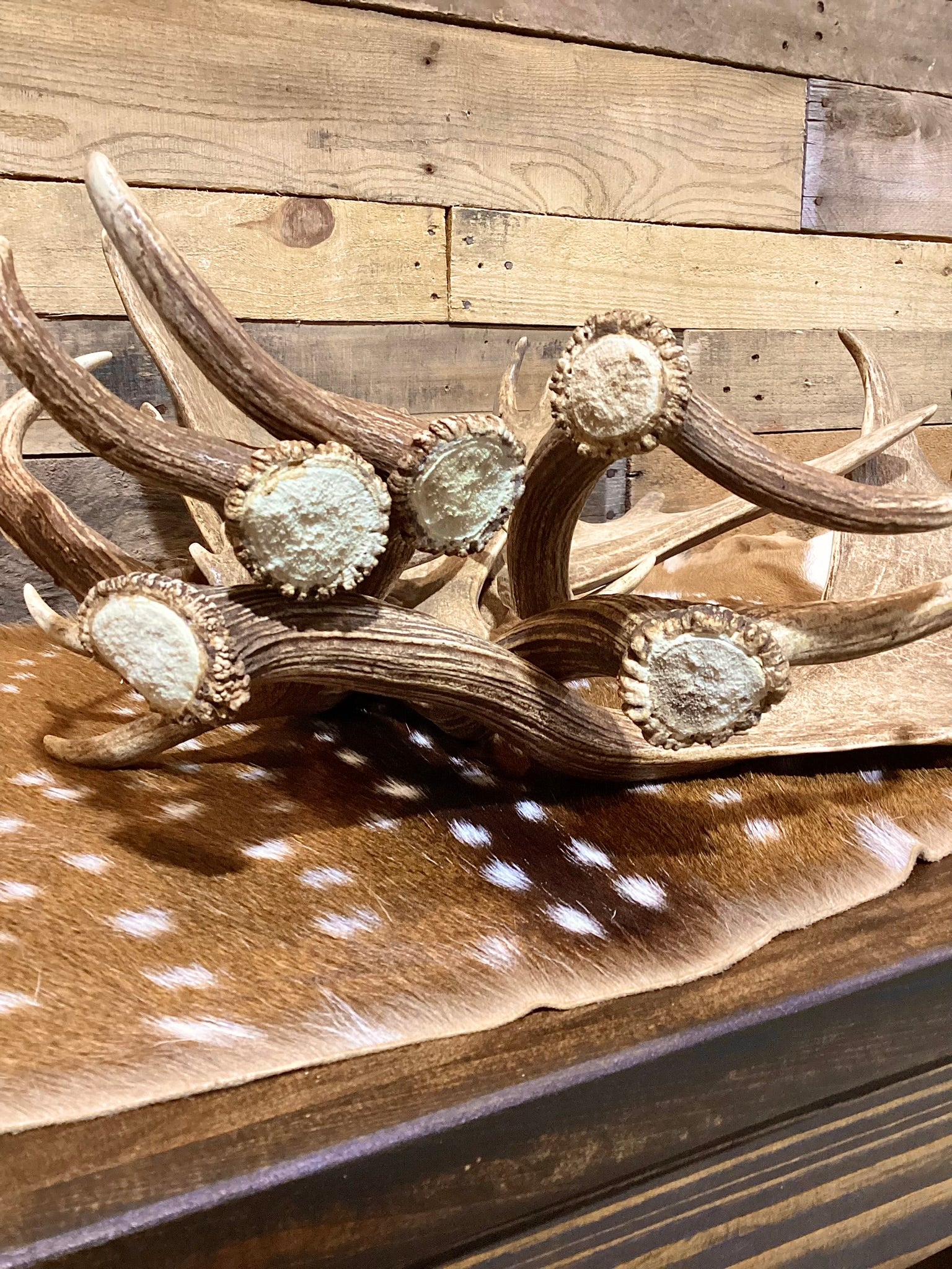 A-Grade, FALLOW Deer Antler Sheds, Brown Color - 5 or 10 Pounds