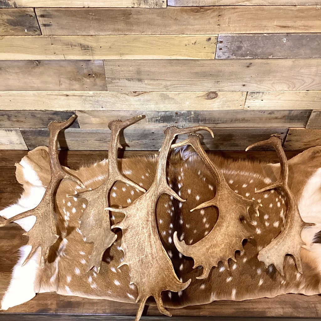 A-Grade, FALLOW Deer Antler Sheds, Brown Color - 5 or 10 Pounds