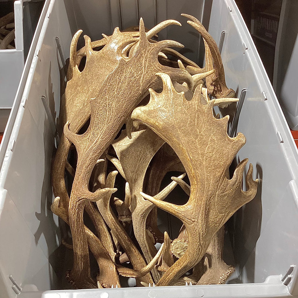 A-Grade, FALLOW Deer Antler Sheds, Brown Color - 5 or 10 Pounds