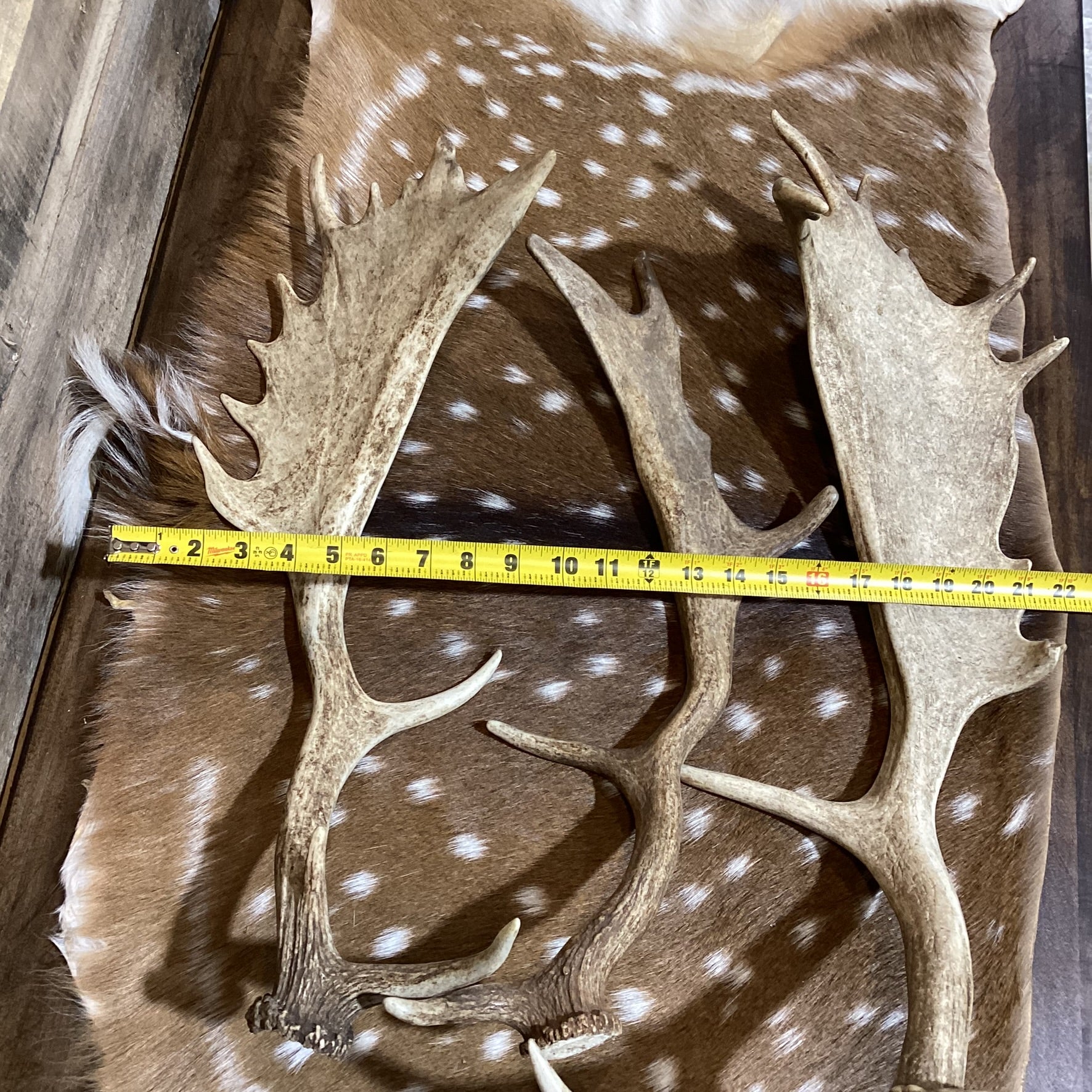 B-Grade FALLOW Deer Antler Sheds - Light Brown/White Color Mix - 5 or 10 Pounds