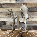 B-Grade FALLOW Deer Antler Sheds - Light Brown/White Color Mix - 5 or 10 Pounds