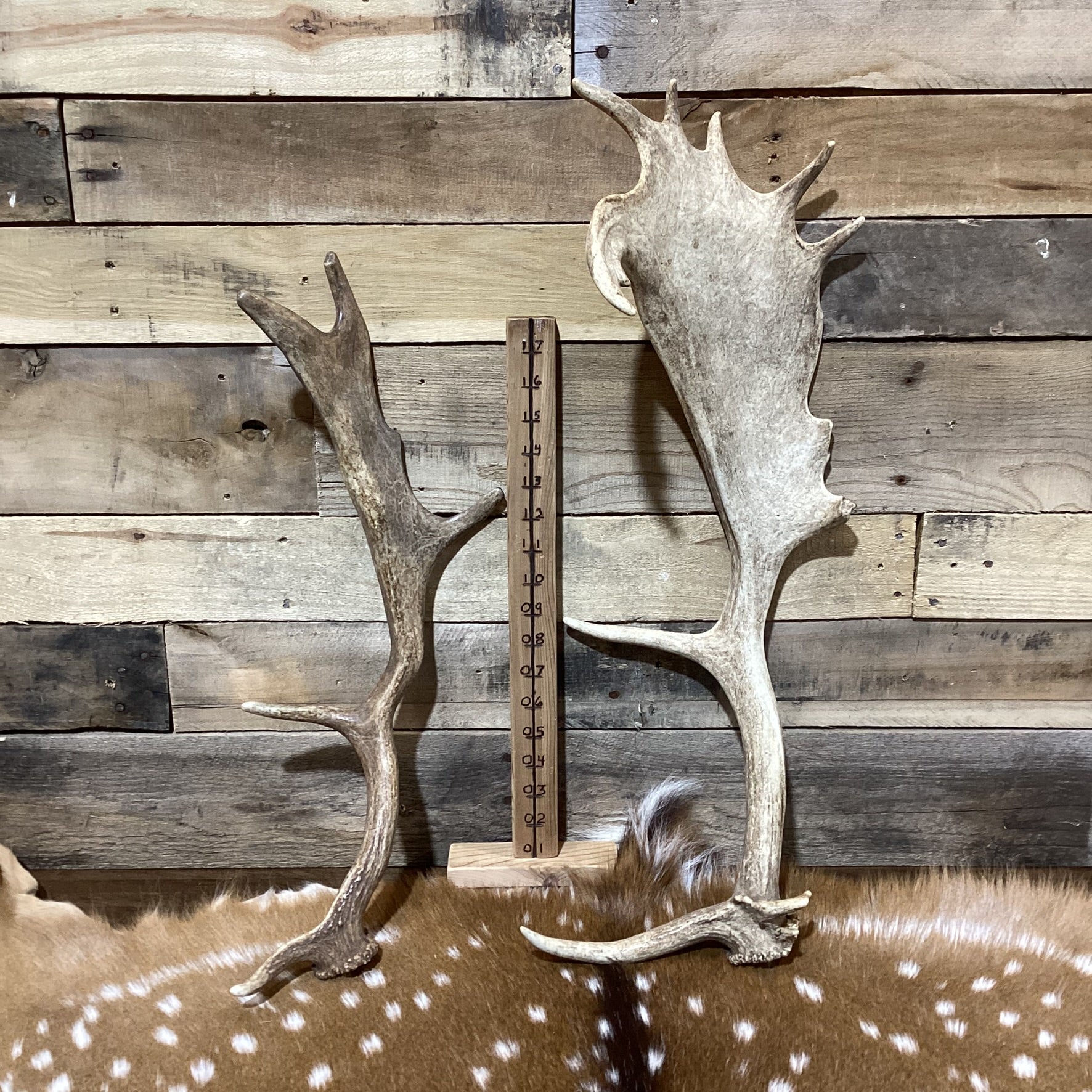 B-Grade FALLOW Deer Antler Sheds - Light Brown/White Color Mix - 5 or 10 Pounds