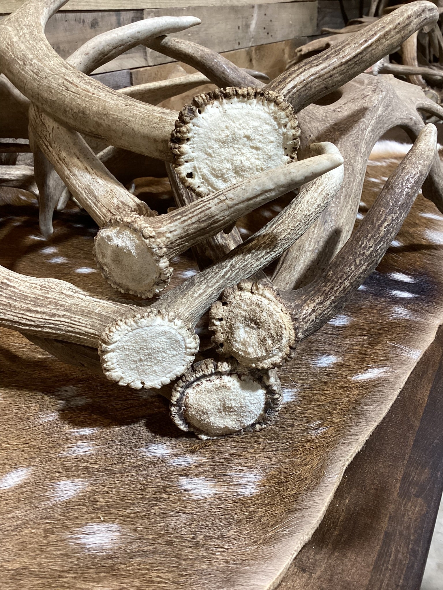 B-Grade FALLOW Deer Antler Sheds - Light Brown/White Color Mix - 5 or 10 Pounds