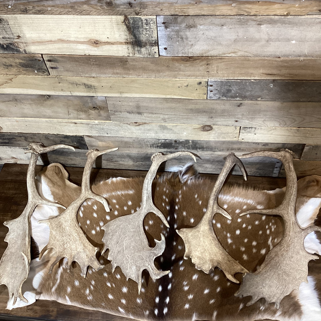B-Grade FALLOW Deer Antler Sheds - Light Brown/White Color Mix - 5 or 10 Pounds