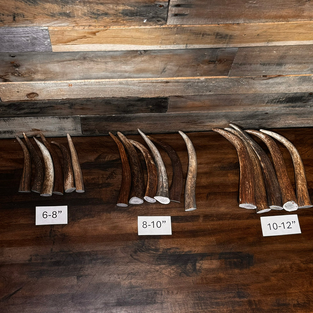 One Elk Antler Tip/Point/Tines- Choose Length, Premium Quality
