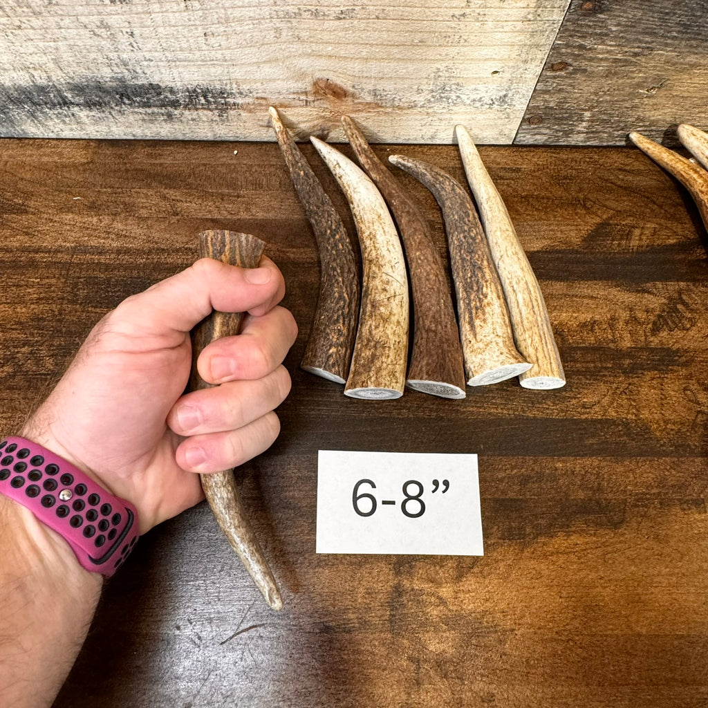 One Elk Antler Tip/Point/Tines- Choose Length, Premium Quality