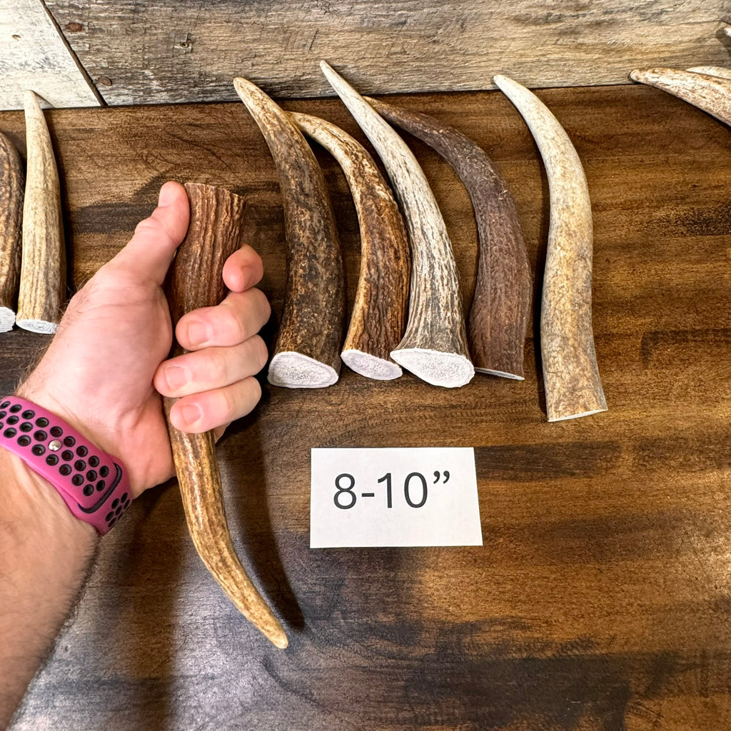 One Elk Antler Tip/Point/Tines- Choose Length, Premium Quality