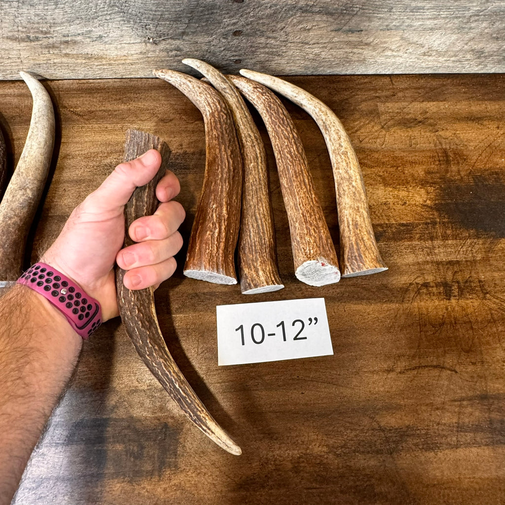 One Elk Antler Tip/Point/Tines- Choose Length, Premium Quality