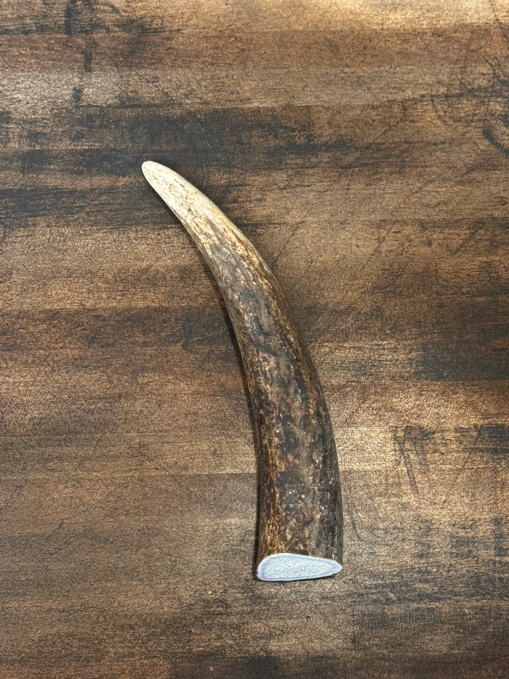 One Elk Antler Tip/Point/Tines- Choose Length, Premium Quality