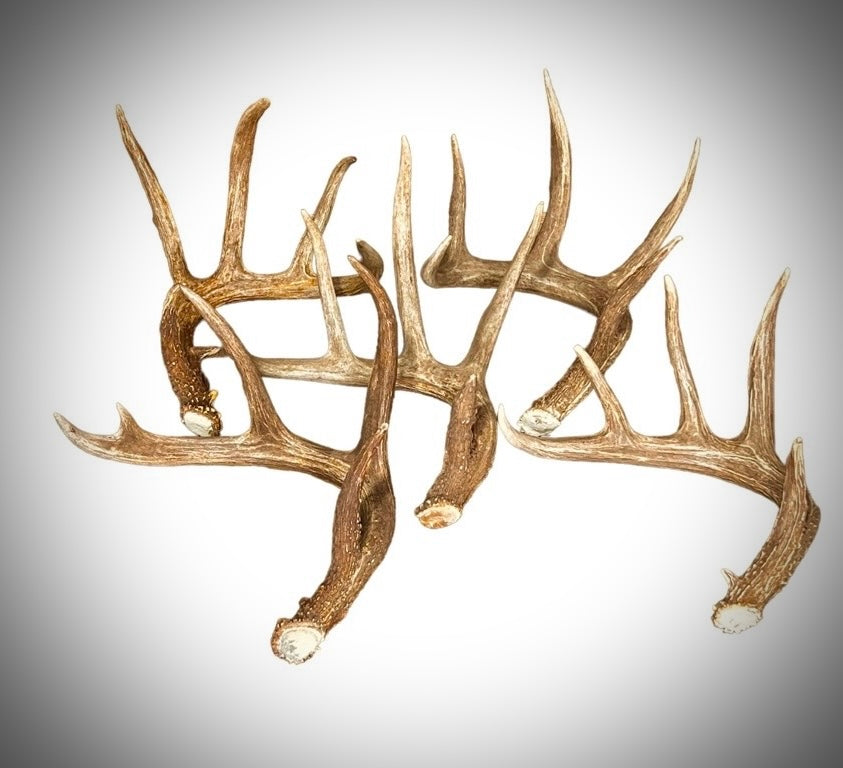 Extra Large (XL) Size Whitetail Deer Antler Sheds - Premium A Grade - Choose Quantity