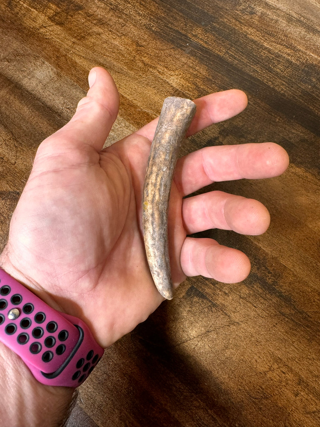 One Elk Antler Tip/Point/Tines- Choose Length, Premium Quality