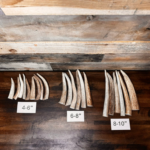 1, 5, or 10-Pack of Deer Antler Tips/Points/Tines - Choose Length