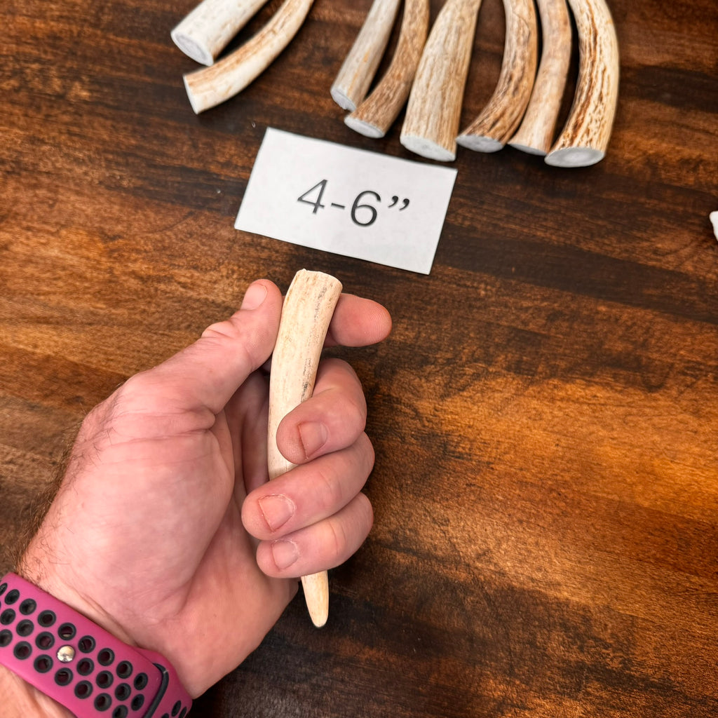 1, 5, or 10-Pack of Deer Antler Tips/Points/Tines - Choose Length