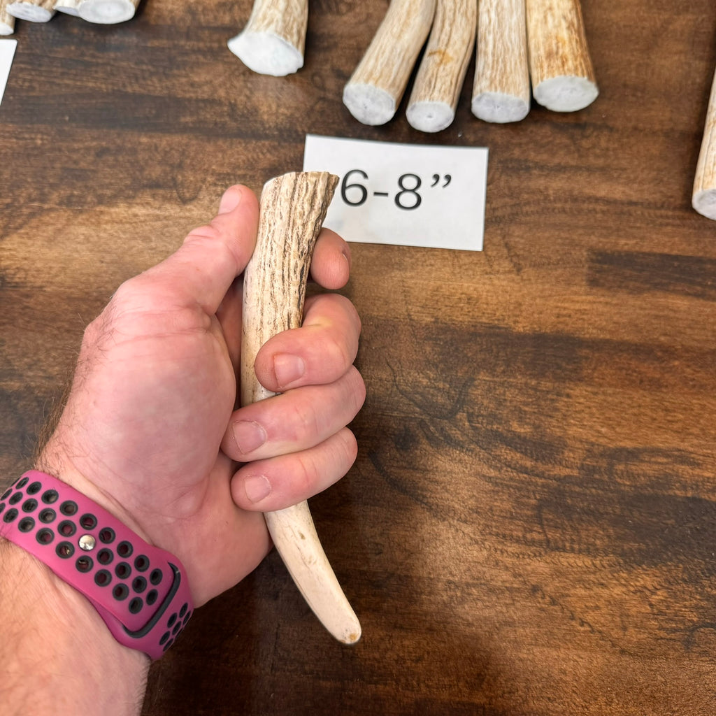 1, 5, or 10-Pack of Deer Antler Tips/Points/Tines - Choose Length