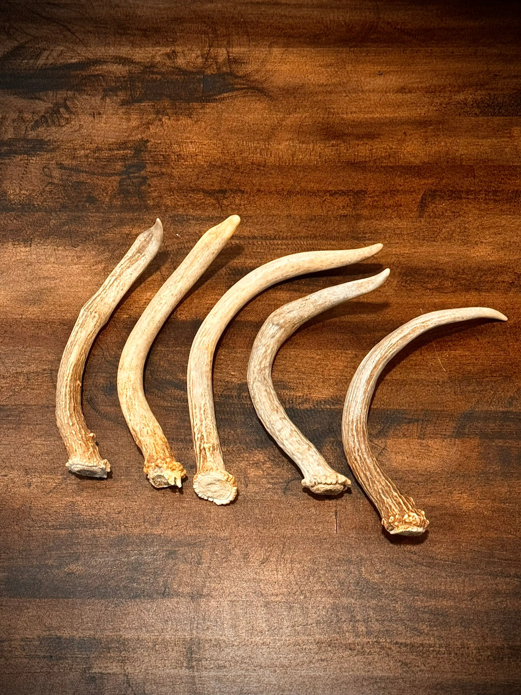 5-Pack Spike Buck Deer and Elk Antler Sheds W/Burr