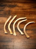 5-Pack Spike Buck Deer and Elk Antler Sheds W/Burr