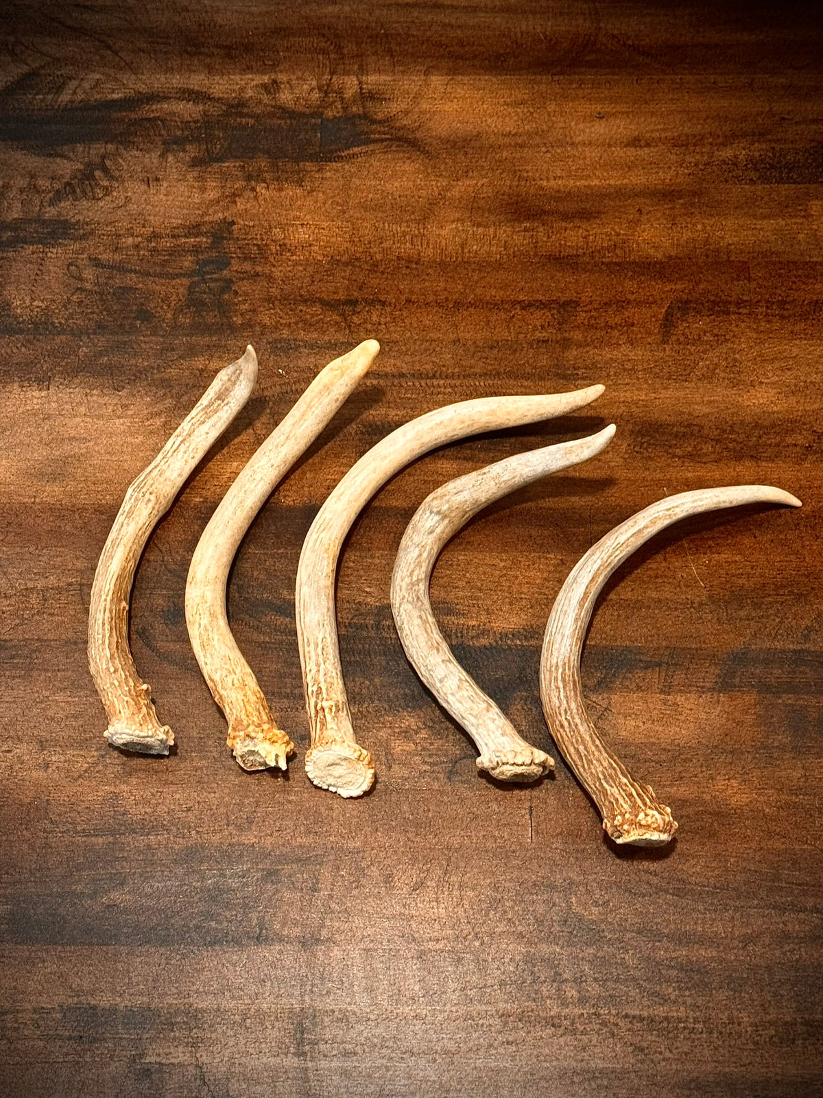 5-Pack Spike Buck Deer and Elk Antler Sheds W/Burr
