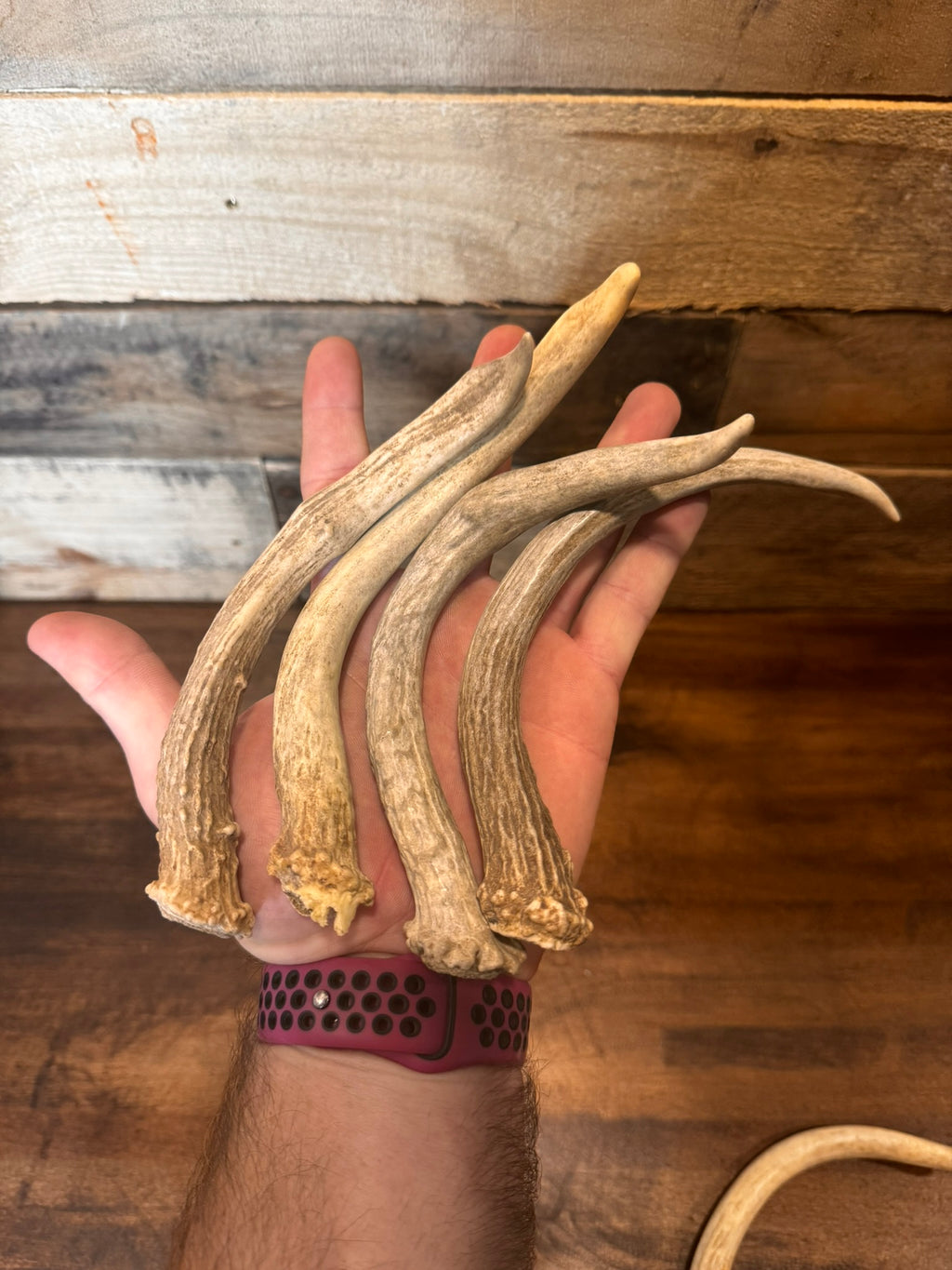 5-Pack Spike Buck Deer and Elk Antler Sheds W/Burr
