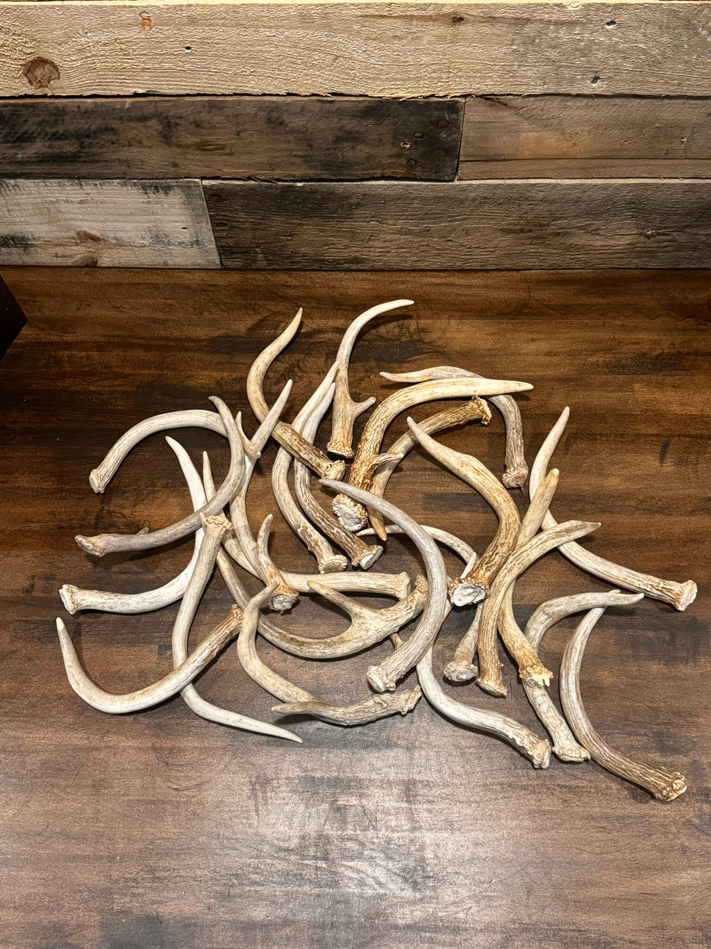 5-Pack Spike Buck Deer and Elk Antler Sheds W/Burr