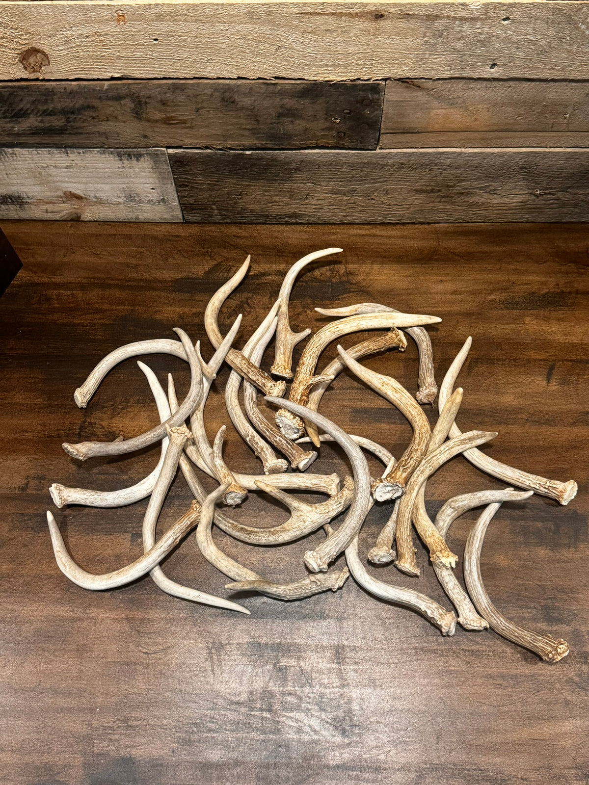5-Pack Spike Buck Deer and Elk Antler Sheds W/Burr