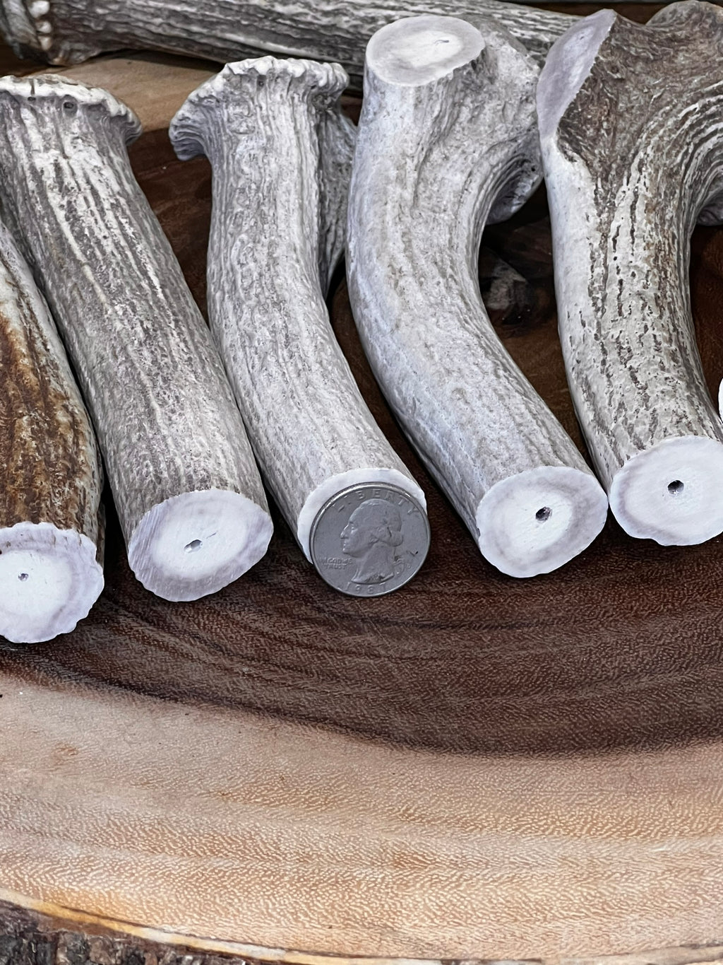 Deer Antler Knife Handle Blank With Burr & Crown - Axis Antler - Choose Size & Color