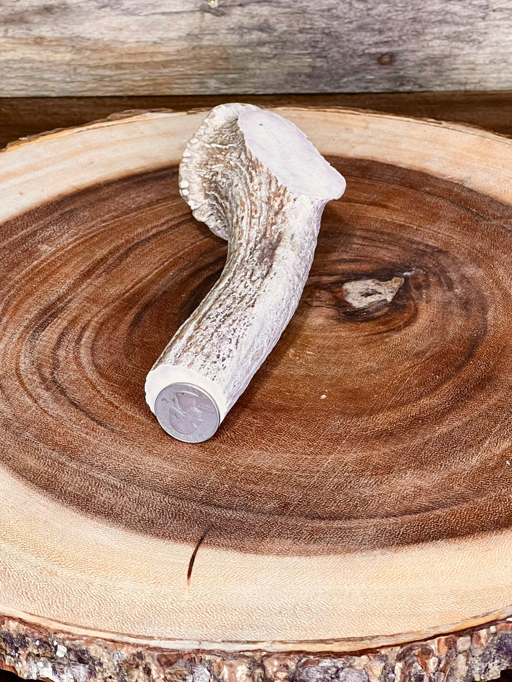 Deer Antler Knife Handle Blank With Burr & Crown - Axis Antler - Choose Size & Color
