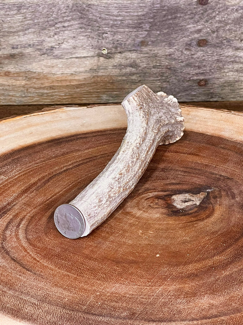 Deer Antler Knife Handle Blank With Burr & Crown - Axis Antler - Choose Size & Color