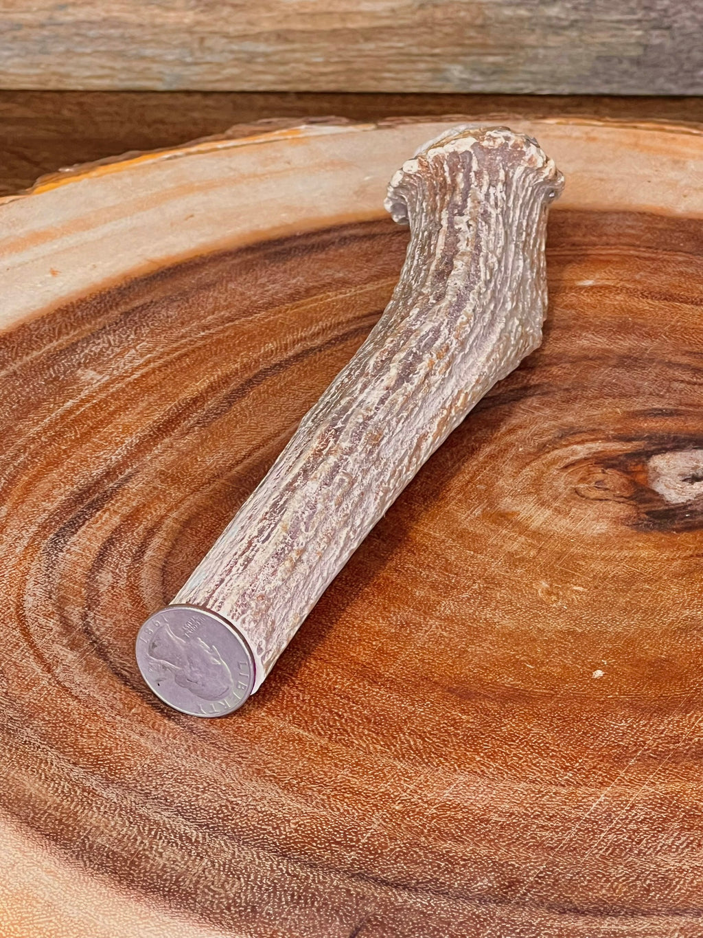 Deer Antler Knife Handle Blank With Burr & Crown - Axis Antler - Choose Size & Color