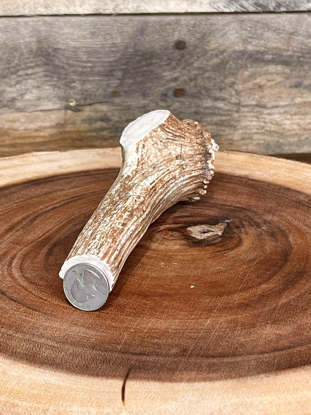 Deer Antler Knife Handle Blank With Burr & Crown - Axis Antler - Choose Size & Color