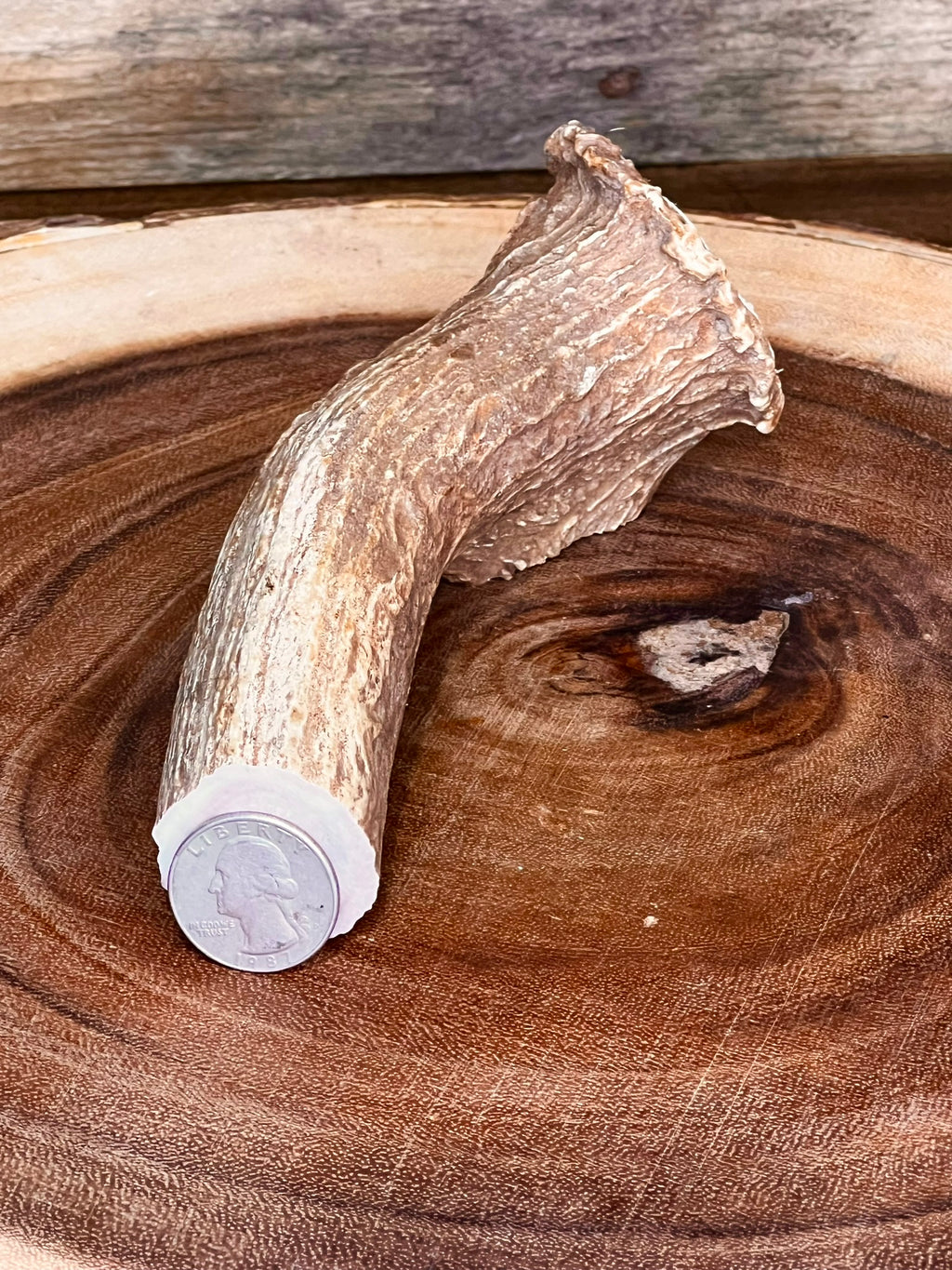 Deer Antler Knife Handle Blank With Burr & Crown - Axis Antler - Choose Size & Color