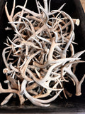 C Grade WHITETAIL Deer Antler Sheds - Light to Moderate Weathering, 5 or 10 Pounds