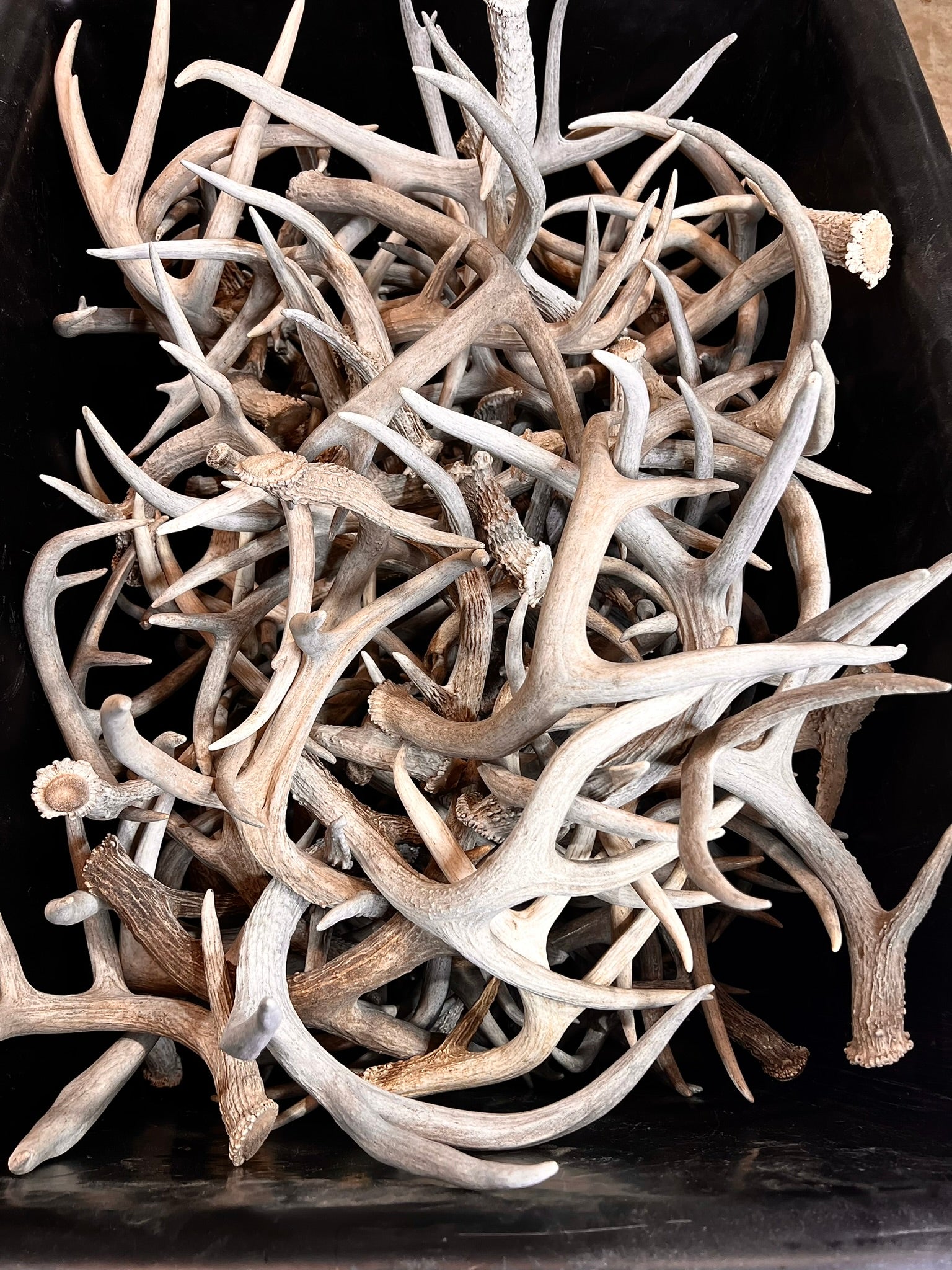 C Grade WHITETAIL Deer Antler Sheds - Light to Moderate Weathering, 5 or 10 Pounds