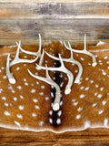 Extra-Small Fork-Horn 2/3 Point Whitetail Antler Sheds - Wreath and Tree Decor
