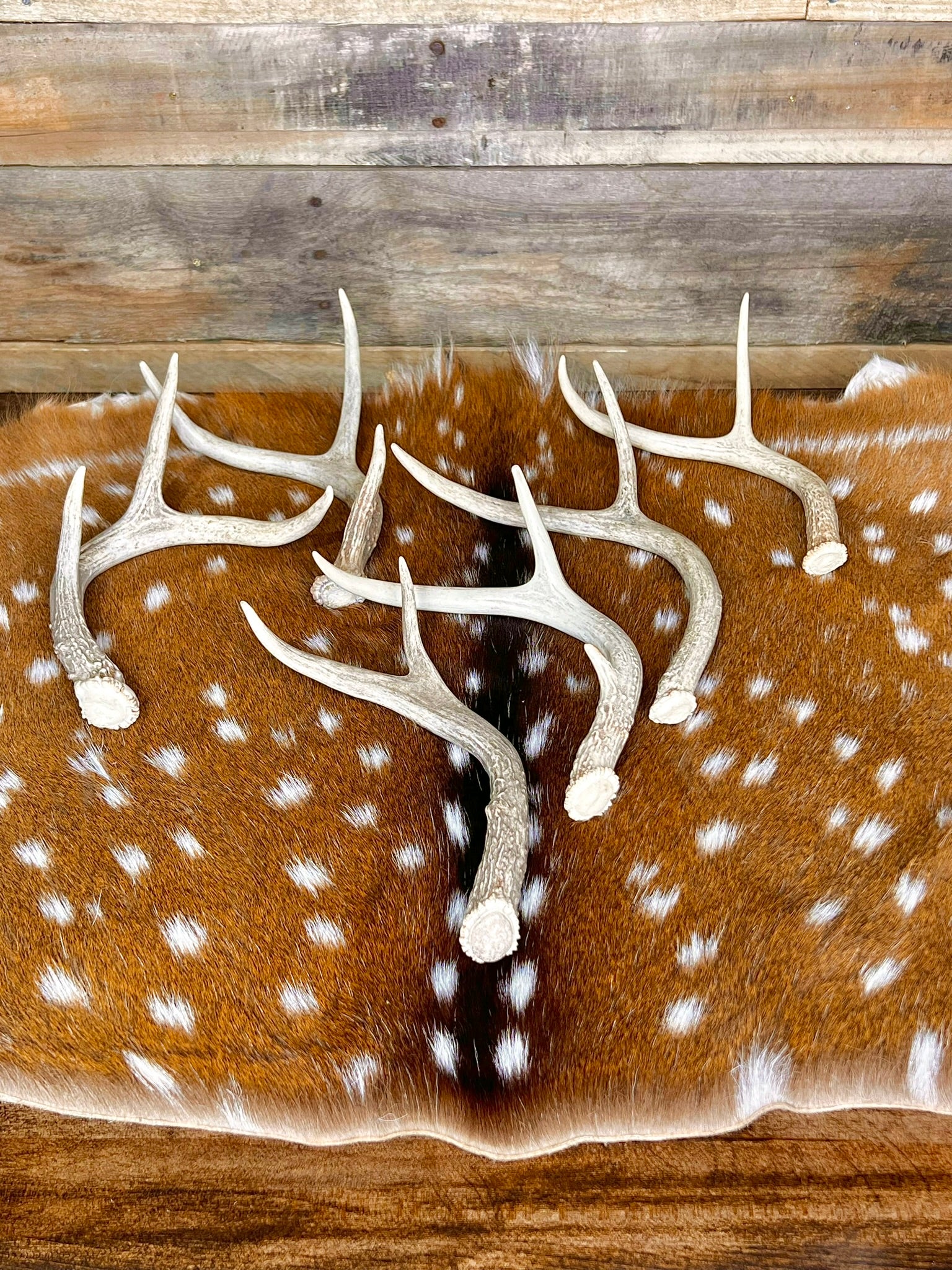Extra-Small Fork-Horn 2/3 Point Whitetail Antler Sheds - Wreath and Tree Decor