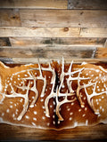 Extra Small 3/4 Point Whitetail Deer Antler Sheds - Wreath and Tree Decor, Palm Size