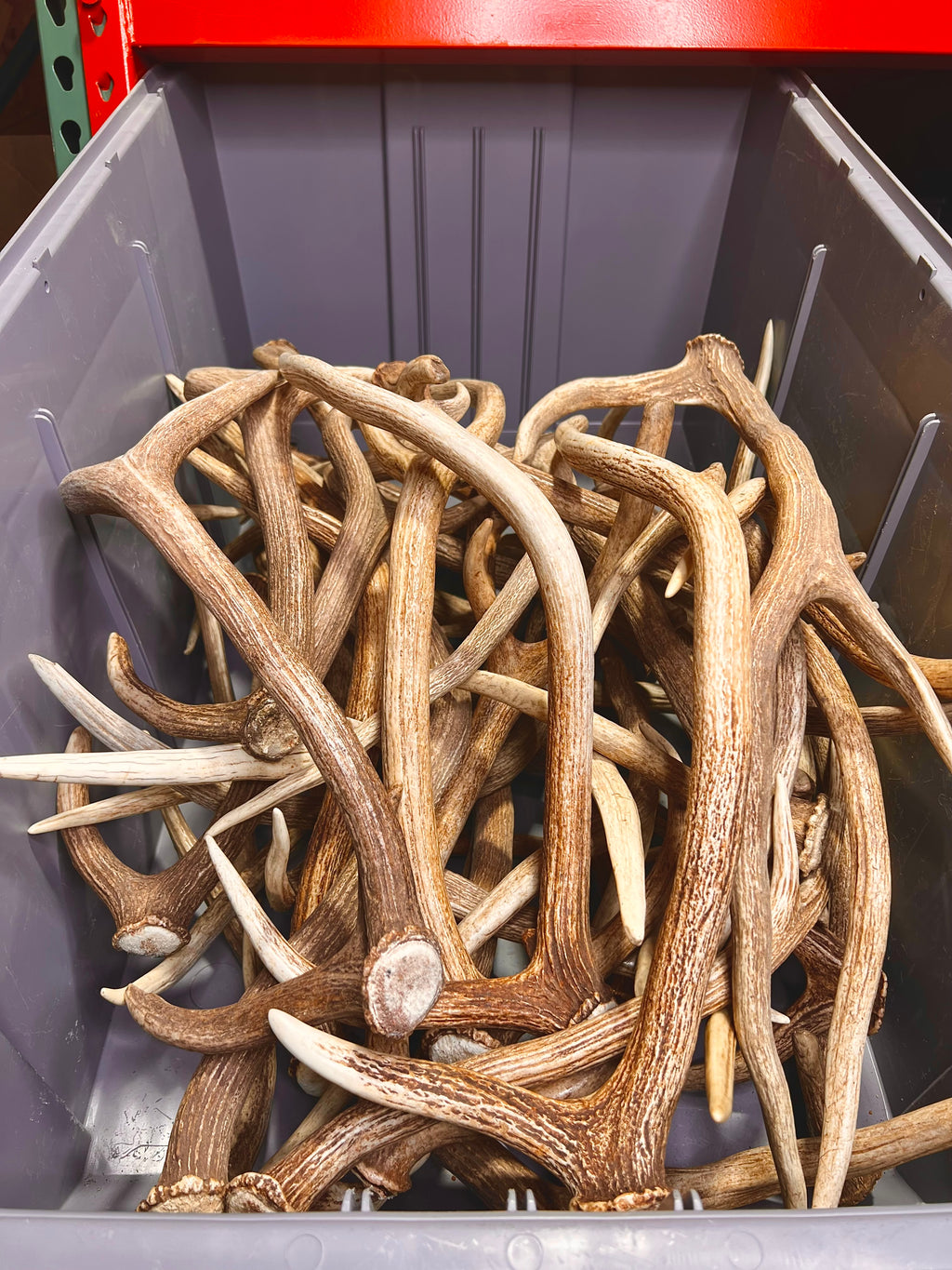 A Grade AXIS Deer Antler Sheds - A Grade With Minor Blemishes - 5 or 10 Pounds - Free Ship
