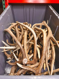 A Grade AXIS Deer Antler Sheds - A Grade With Minor Blemishes - 5 or 10 Pounds - Free Ship
